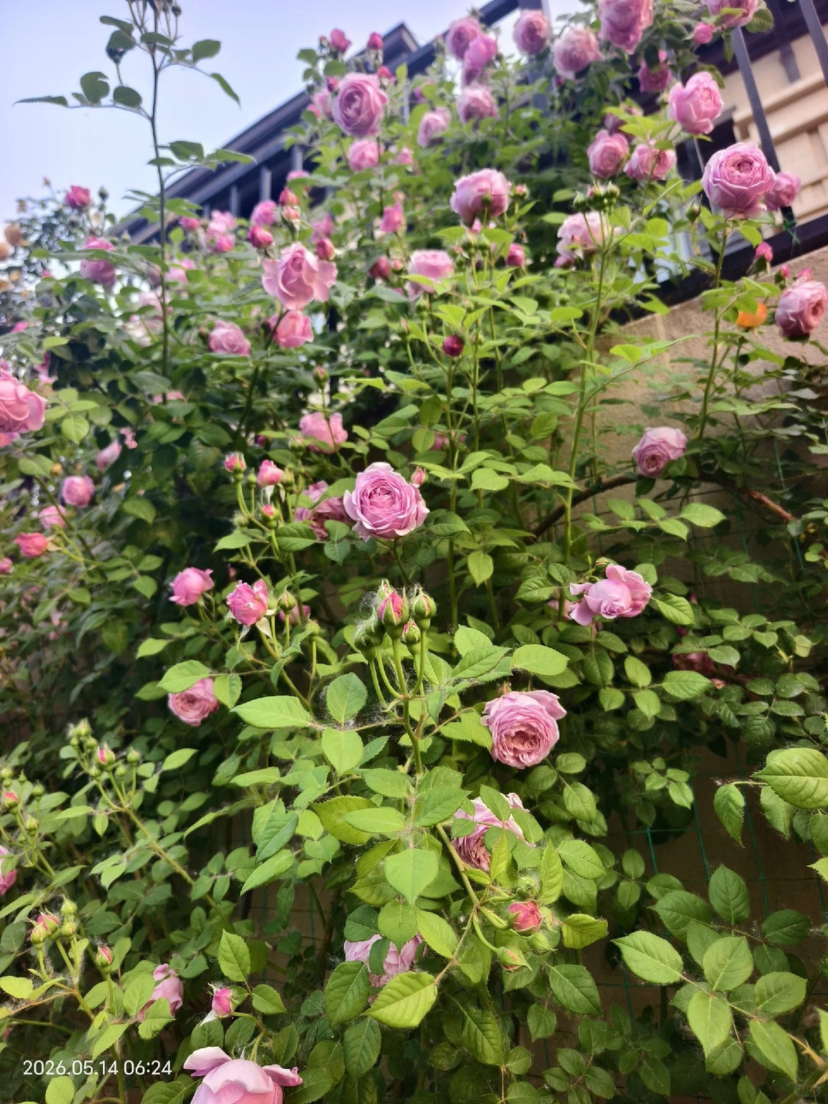 DA- Spirit of Freedom Rose - Bare Roots