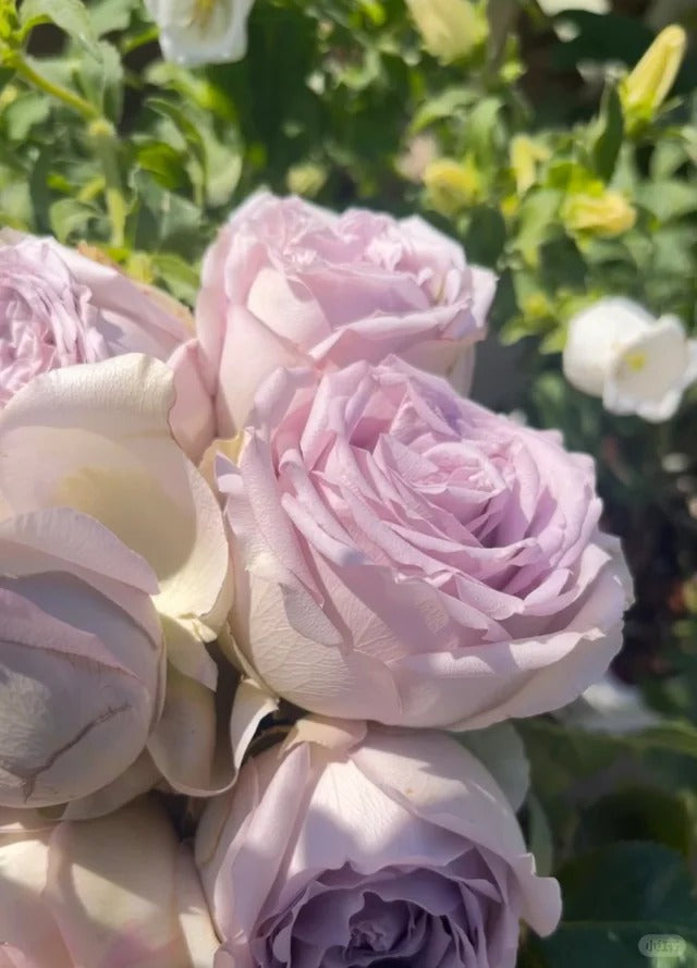 Fifth Avenue Rose (Ocean Mystery) - Bare Roots