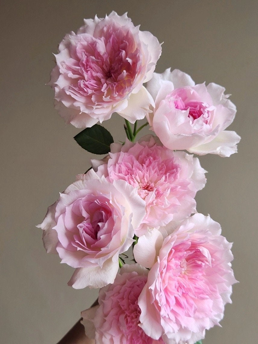 Ajourée Rose 镂刻(镂空) -Pre Order 2026