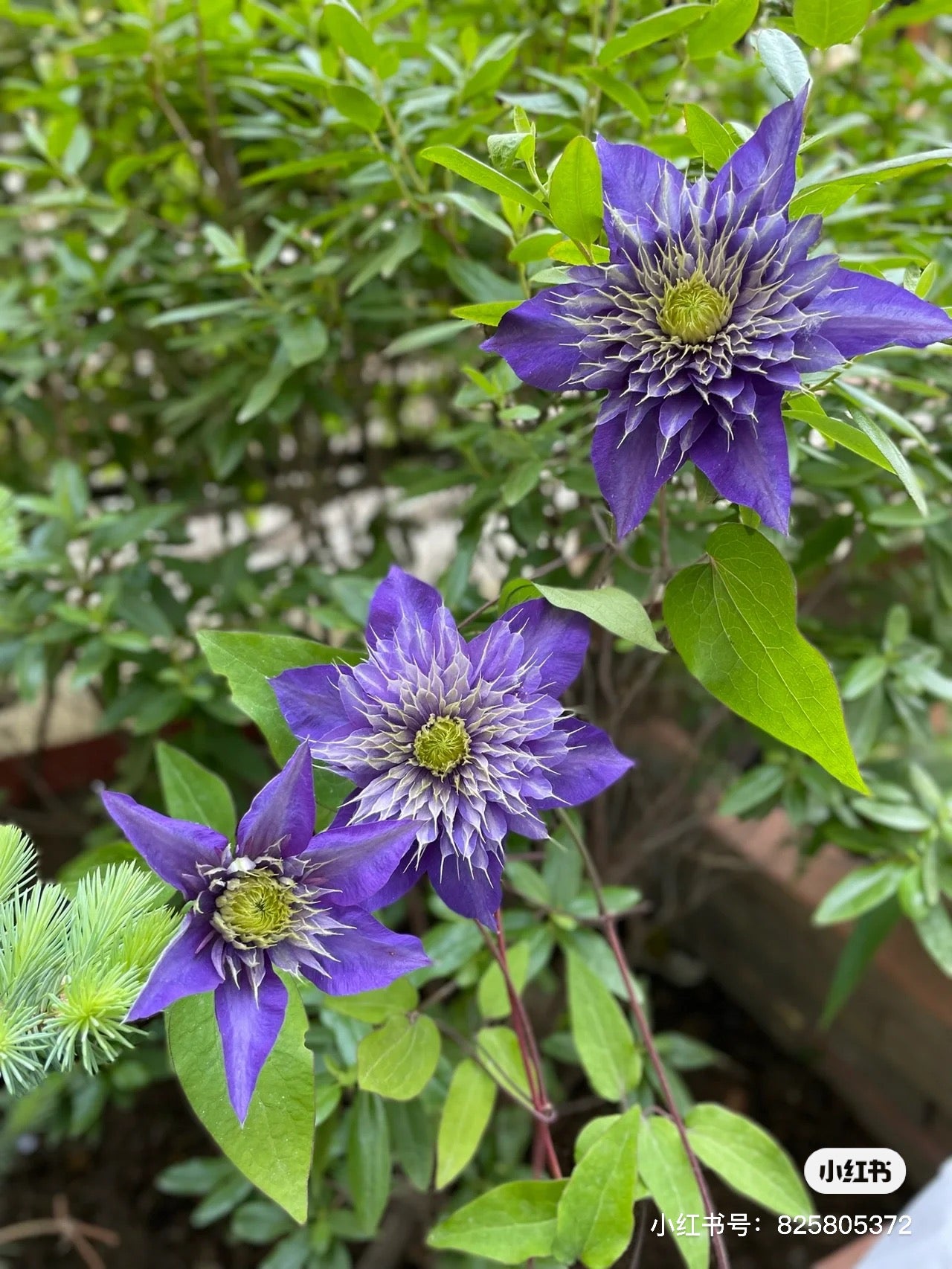 Clematis 'MULTI-BLUE'多蓝-1 Gallon Pot