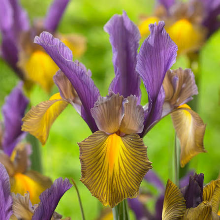 Iris Dutch Picasso -10 bulbs