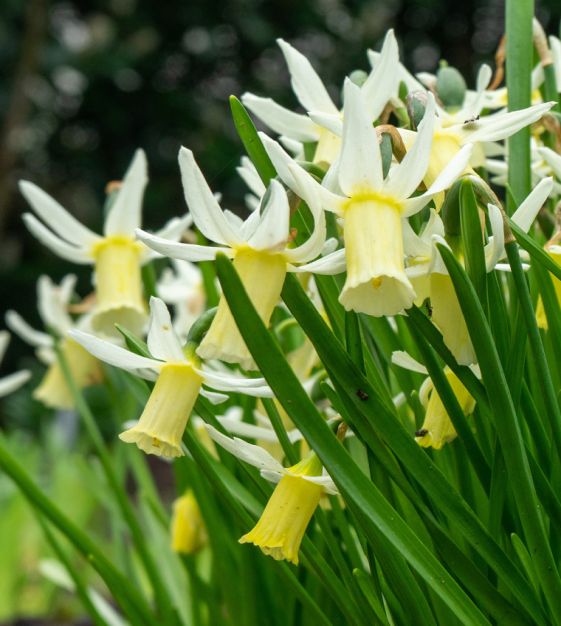 Narcissus Snipe - 5 bulbs