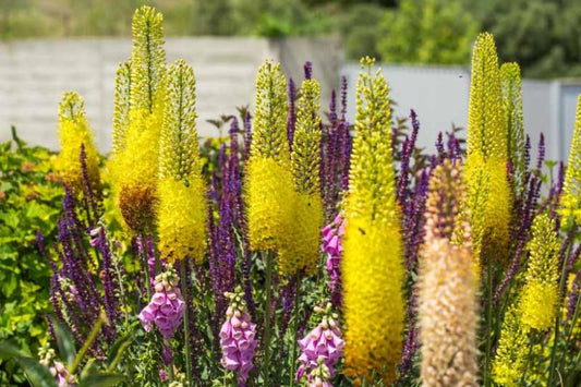 Eremurus Yellow -1 bulb