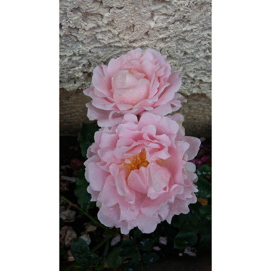 Sophie Rochas ®Rose 苏菲罗莎  -Pre Order 2026