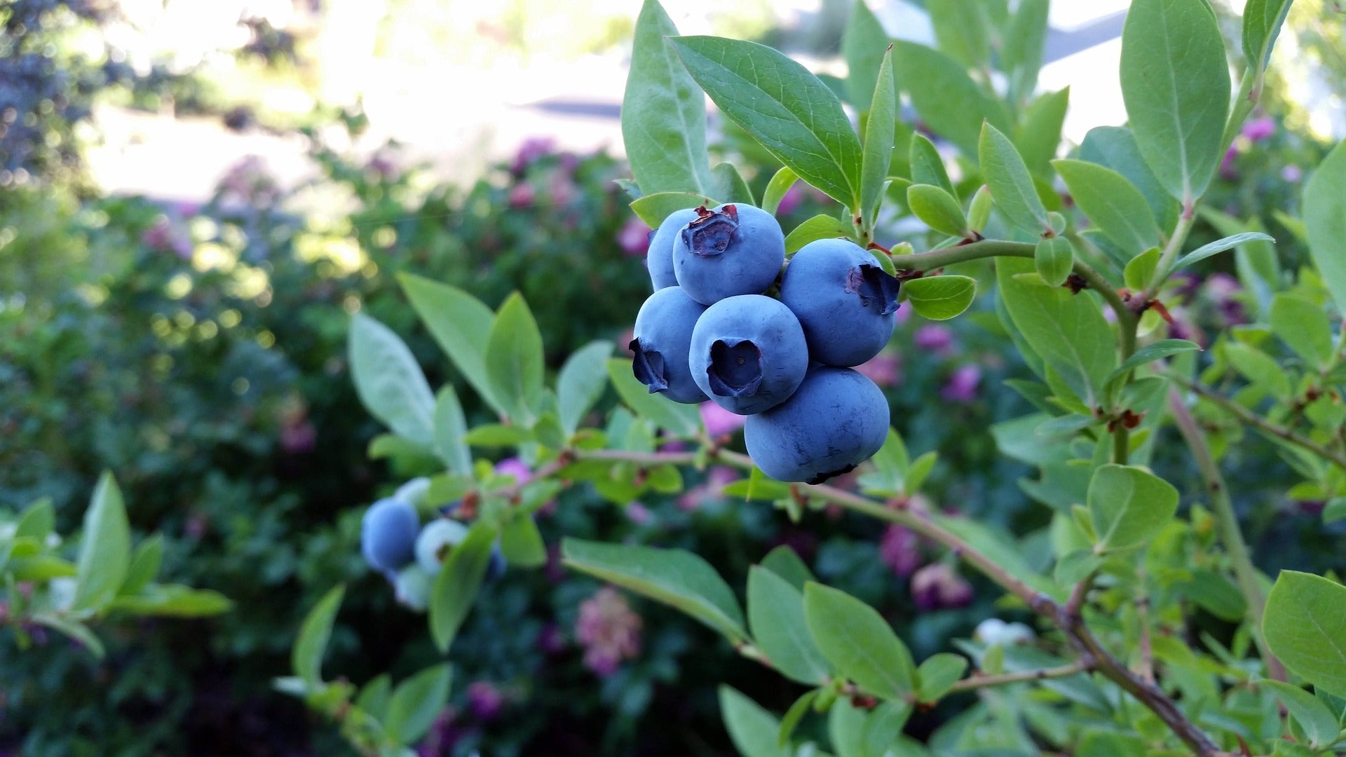 HB-101 infused blueberries