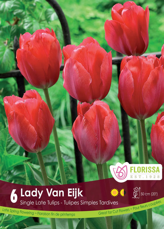 Tulip Lady Van Eijk - 6 bulbs