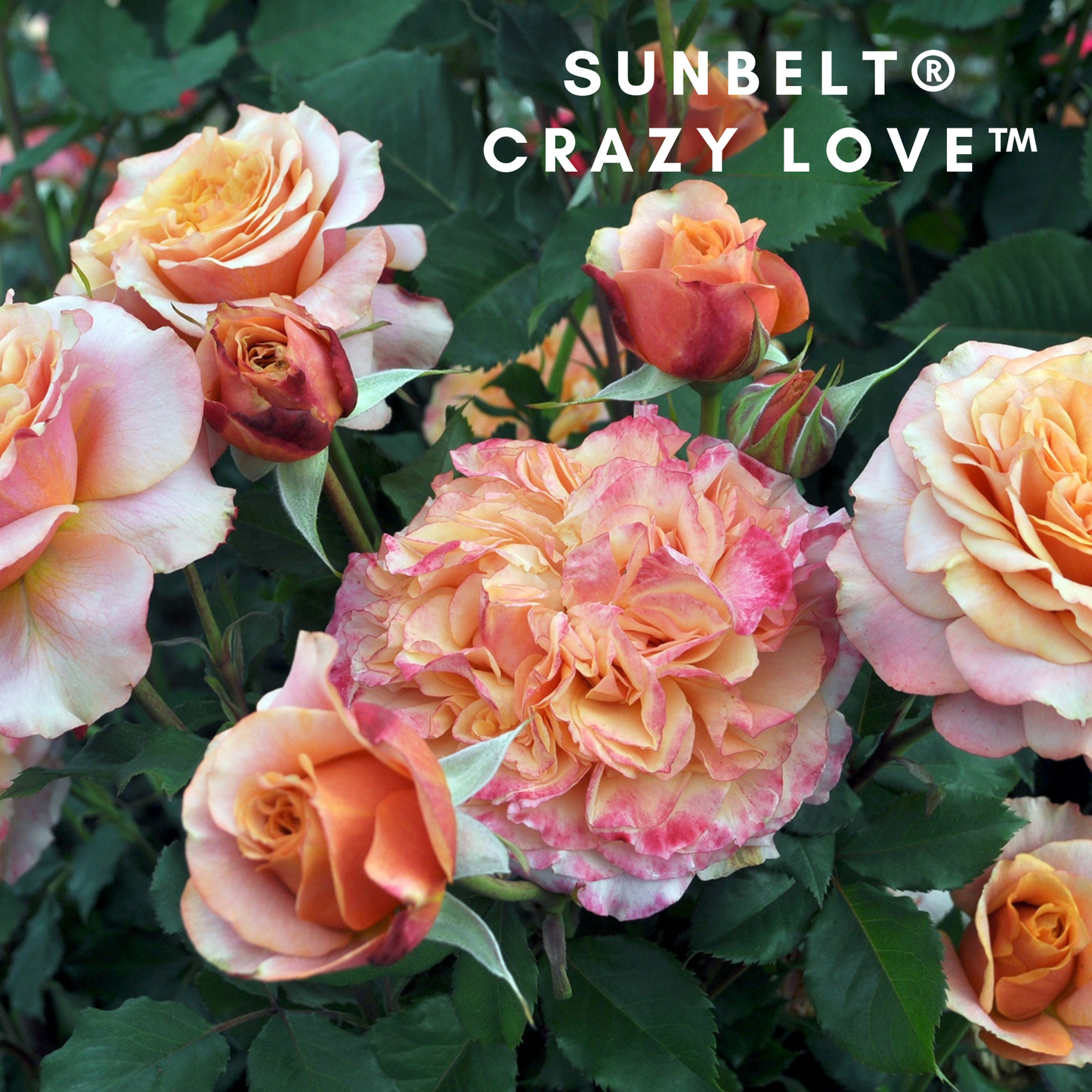 Sunbelt Crazy Love-Bare Roots 2025(Pre-order)