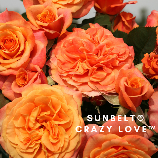 Sunbelt Crazy Love-Pre Order 2026
