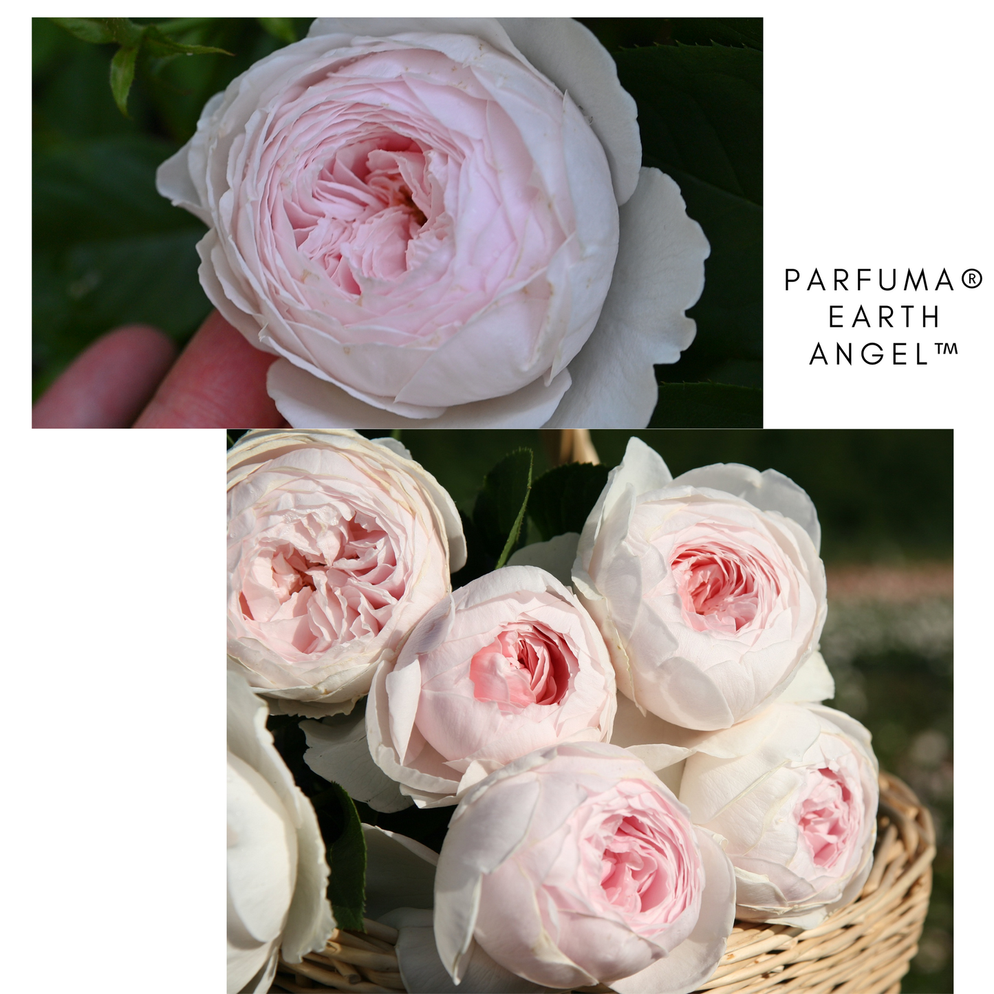 Parfuma Earth Angel-Pre Order 2026