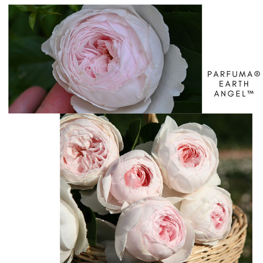 Parfuma Earth Angel - Bare Roots