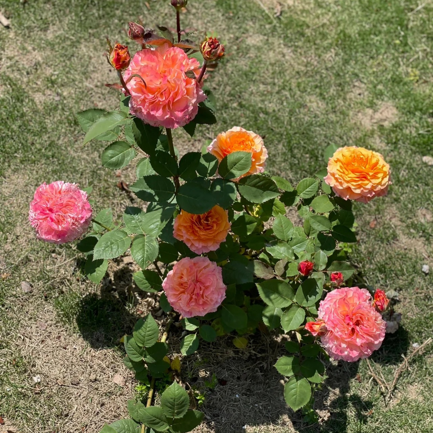 Free Spirit Rose 火灵鸟/自由精神-(2025)
