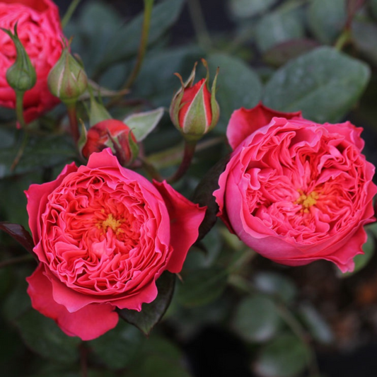 Summer Fireworks 夏日花火 – Potted Rose – Ready to Ship