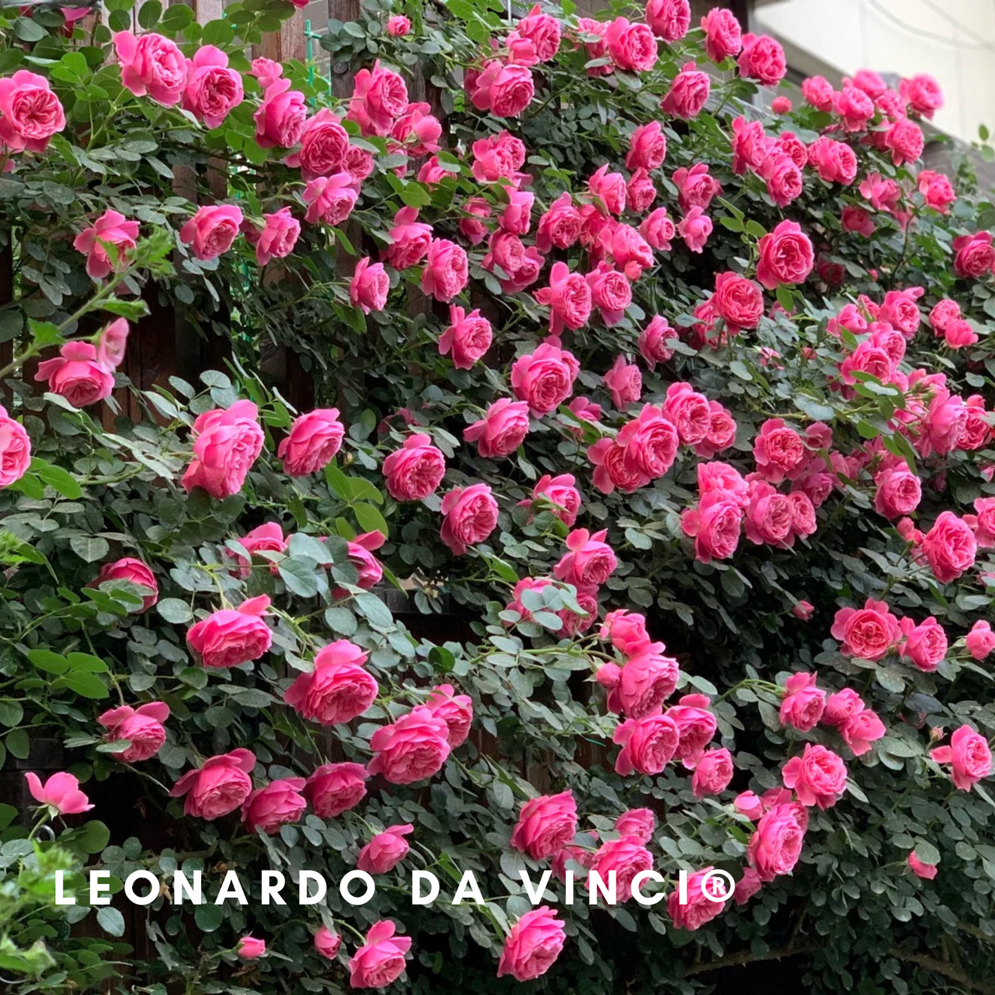 Leonardo da Vinci-Bare Roots -Pre Order 2026