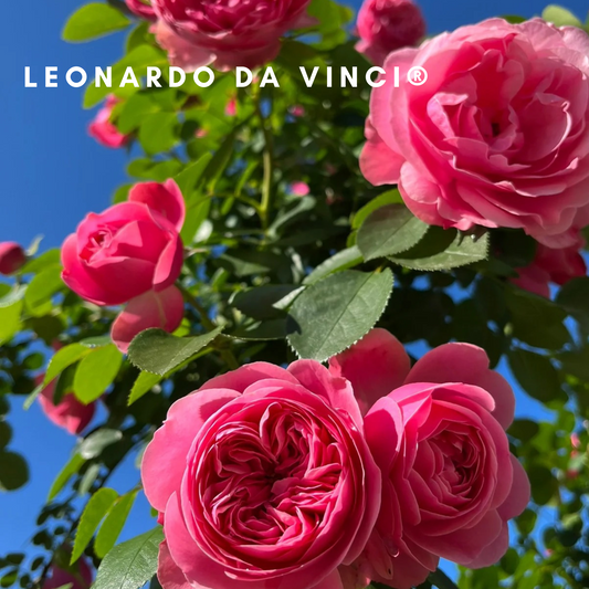 Leonardo da Vinci-Bare Roots -Pre Order 2026