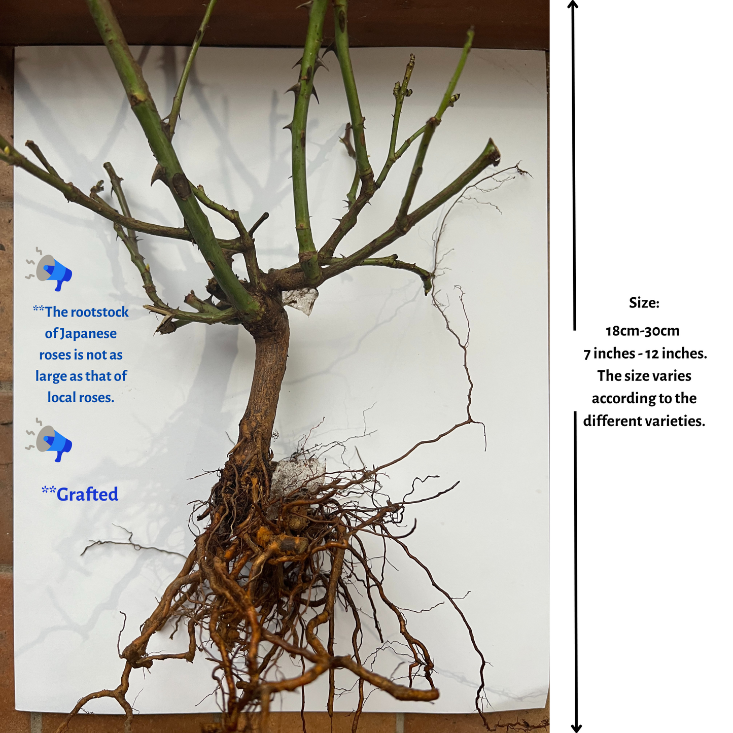 Summer Fireworks 夏日花火-Bare Roots 2025-Ready to Ship