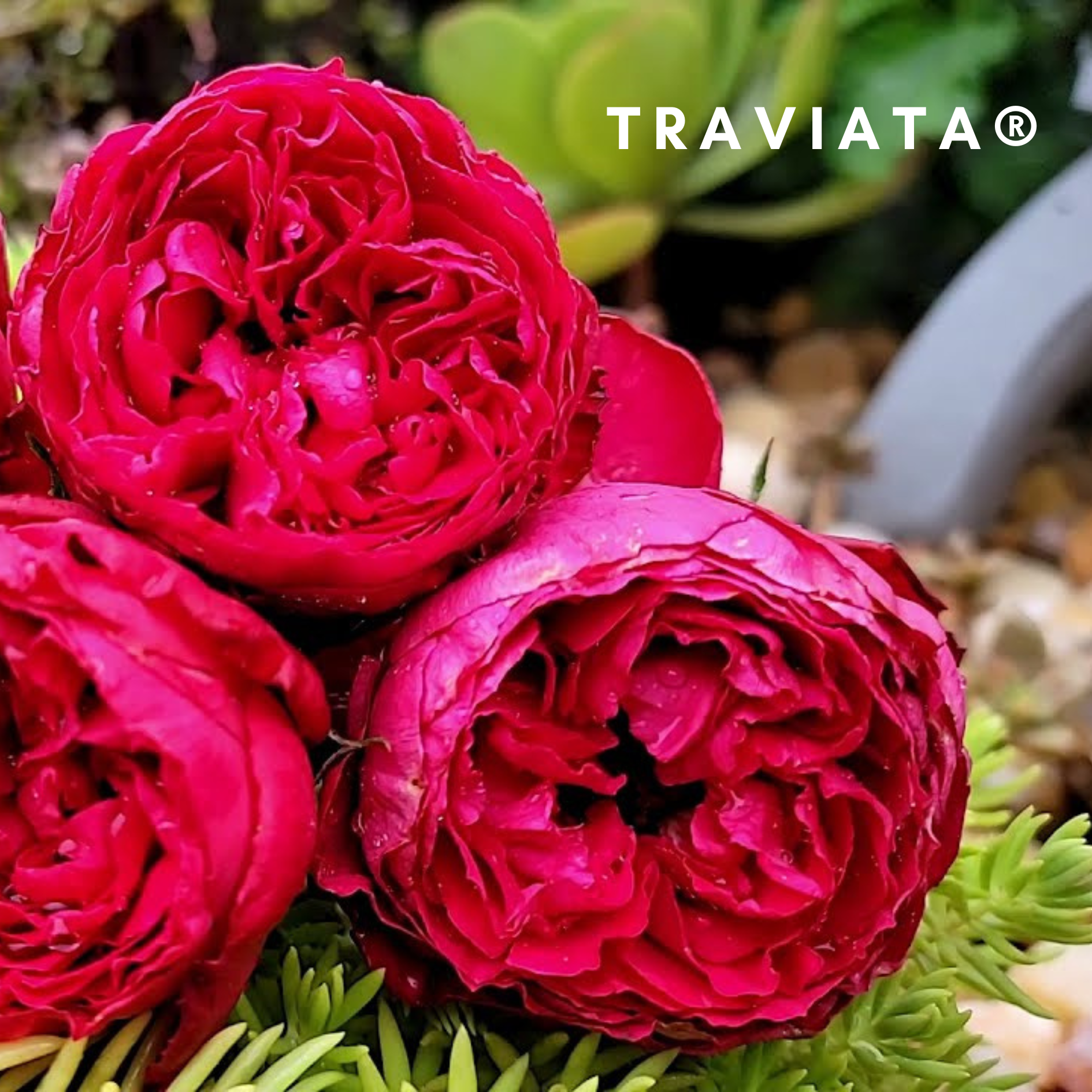 Traviata Rose Bouquet
