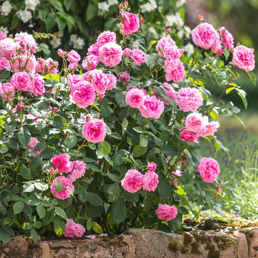 Gertrude Jekyll -Pre Order 2026