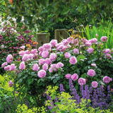 Olivia Rose Austin -Pre Order 2026