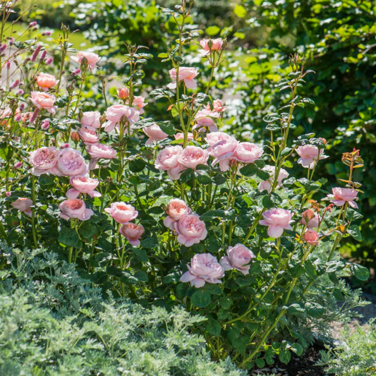 Queen of Sweden– Potted Rose – Ready to Ship