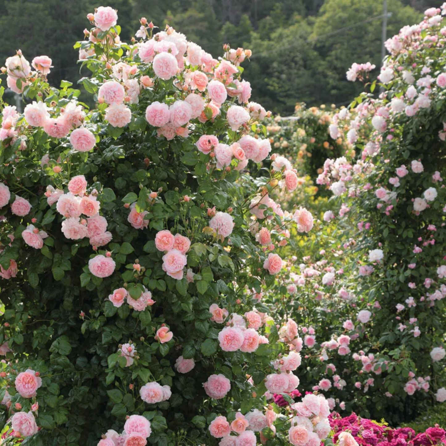 Strawberry Hill-Potted Rose-Ship in June