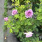 Blue Silky Ball （Lan Si Qiu-Lang Rosa）-Potted Rose- shipped as is