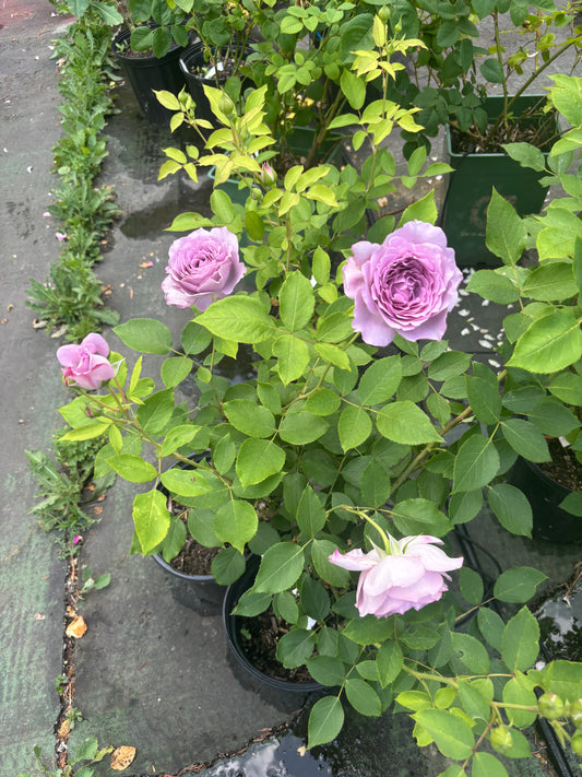 Blue Silky Ball （Lan Si Qiu-Lang Rosa）-Potted Rose- shipped as is