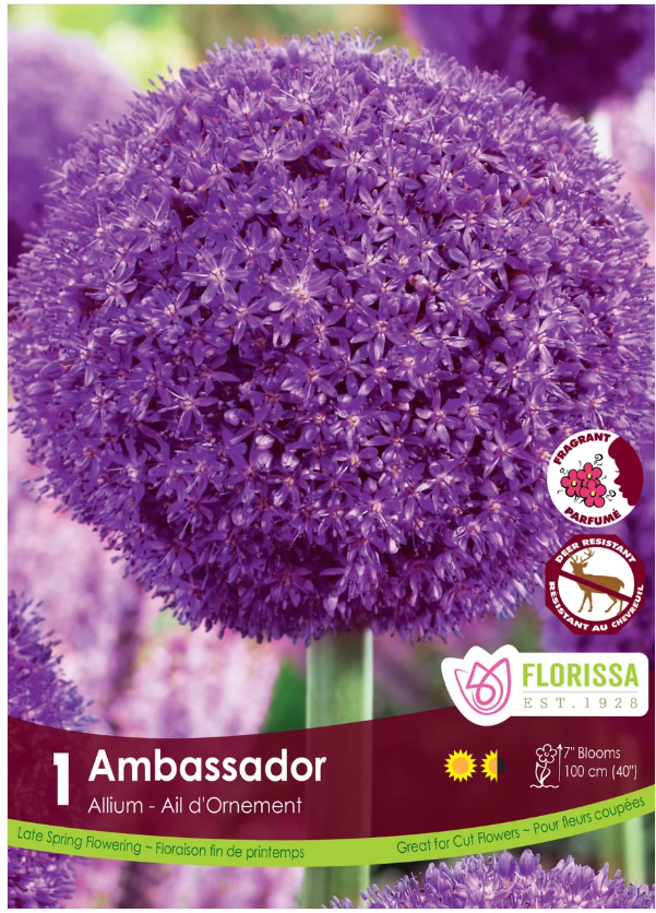 Allium 'Ambassador' - 1 bulb