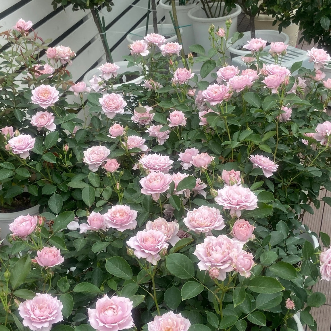 Lang Rosa-Huanzi-Potted Rose-Ship in June