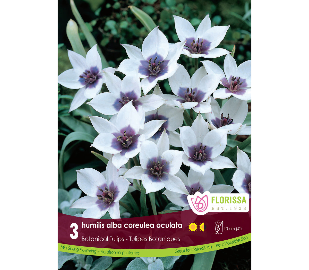 Tulip humilis alba coreulea oculata -3 bulbs