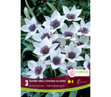 Tulip humilis alba coreulea oculata -3 bulbs