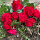 Traviata Rose  - potted rose