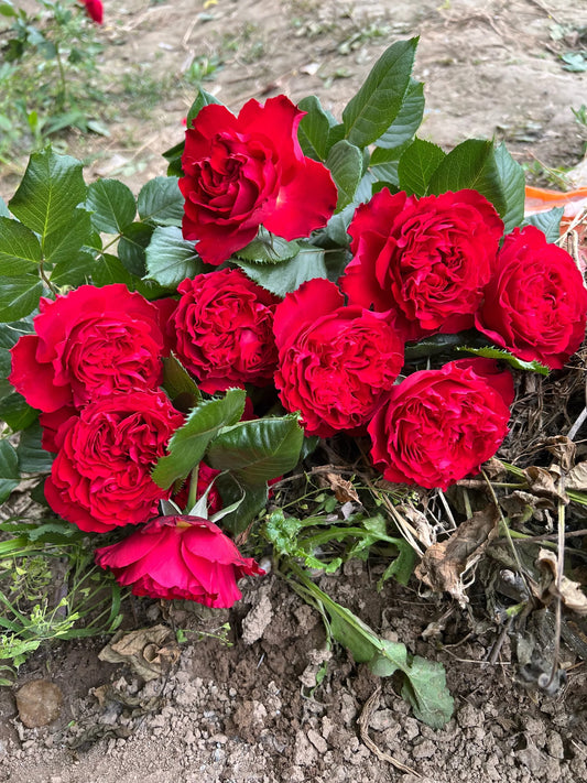 Traviata Rose  - Bare Roots
