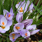 Crocus laevigatus 'Fontenayi' - winter blooming-10 bulbs