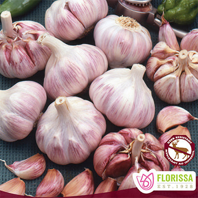 Garlic Duganski - 3 bulbs