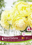 Tulip Secret Perfume - 6 bulbs