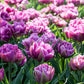 Tulip Blue Wow - 6 bulbs