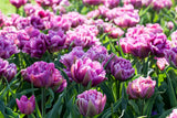 Tulip Blue Wow - 6 bulbs