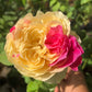 Fugetsu Rose bi-color