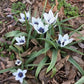 Tulip humilis alba coreulea oculata -3 bulbs
