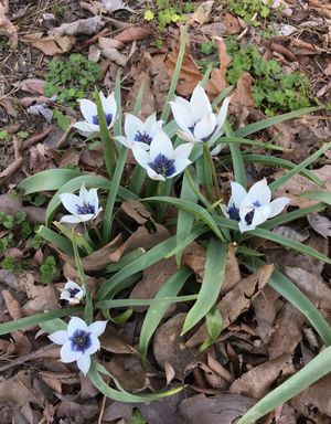 Tulip humilis alba coreulea oculata -3 bulbs