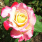 Double Delight-Potted Rose-Ship in June