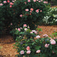 Martha Stewart - Bare Roots