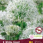 Allium White Giant - 1 bulb
