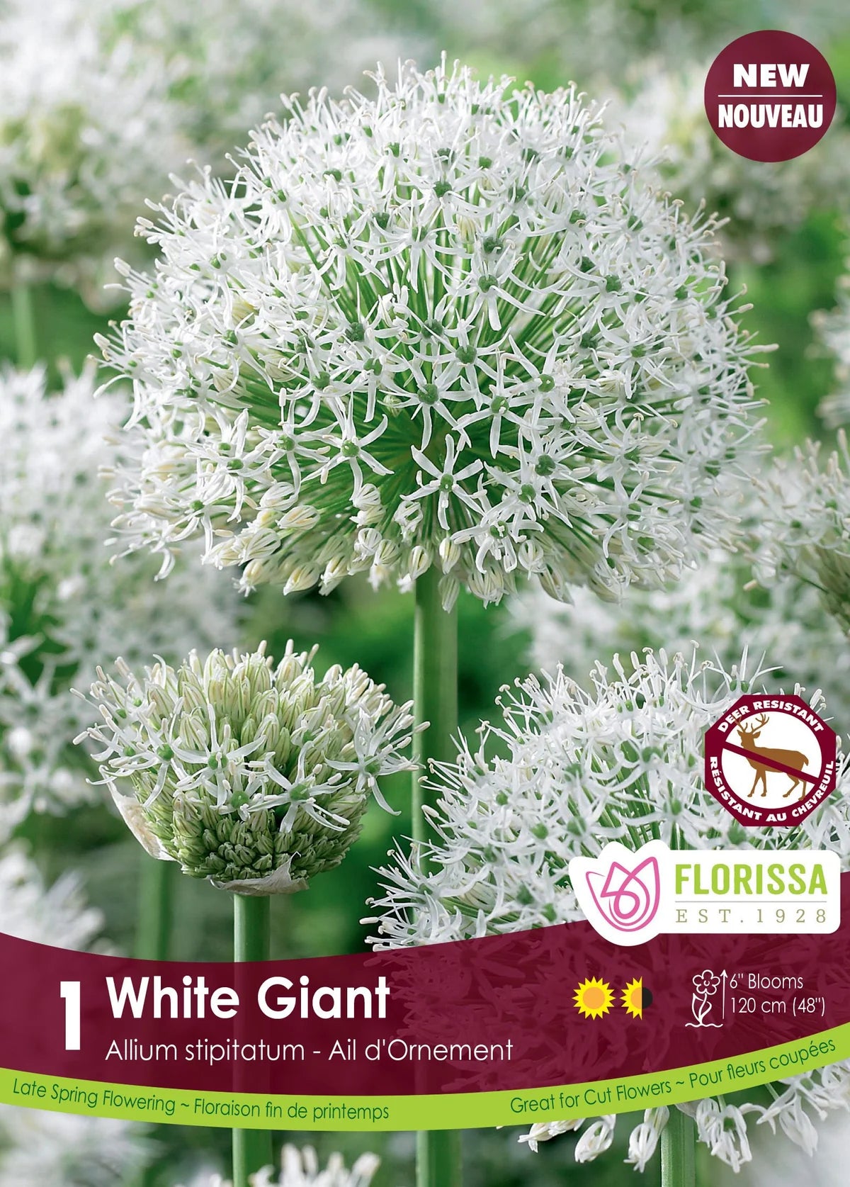 Allium White Giant - 1 bulb