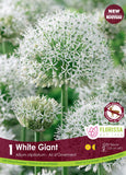 Allium White Giant - 1 bulb