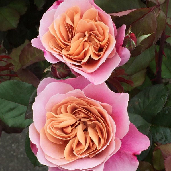 Distant Drums-Potted Rose-Ship in June
