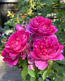 Princess Anne安妮公主-Potted Rose-Ship in June