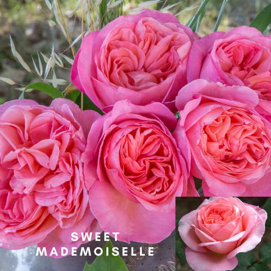 梅昂小姐 Sweet Mademoiselle™-Pre Order 2026
