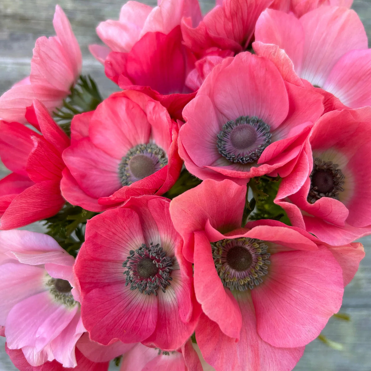 Anemone Rainbow Barbie- 5 bulbs