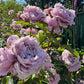 Lang Rosa-Huanzi-Potted Rose-Ship in June